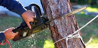  Pennsburg, PA Tree Services Pros