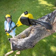 Professional Tree Services in Pennsburg, PA